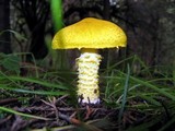 Floccularia luteovirens image