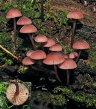 Mycena kurramulla image