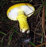 Floccularia luteovirens image