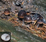 Mycena nargan image