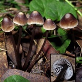 Mycena albidofusca image
