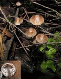 Mycena albidofusca image