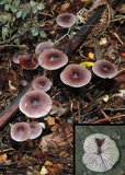 Mycena vinacea image