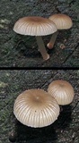 Mycena fumosa image