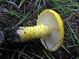 Floccularia luteovirens image
