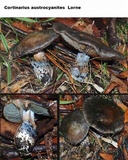 Cortinarius austrocyanites image