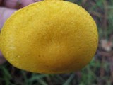 Floccularia luteovirens image