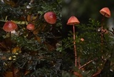 Mycena toyerlaricola image