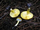 Floccularia luteovirens image