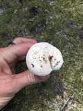 Amanita longipes image