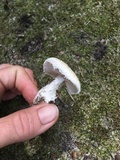 Amanita longipes image