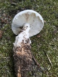 Amanita longipes image