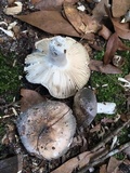 Russula cyanoxantha image