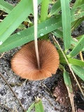 Conocybe apala image