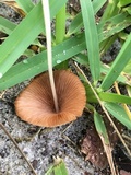 Conocybe apala image