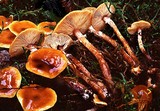 Armillaria nabsnona image