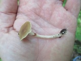 Agrocybe acericola image