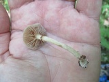 Agrocybe acericola image