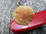 Agrocybe acericola image