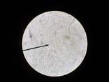Agrocybe acericola image
