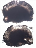 Buellia leptoclinoides image