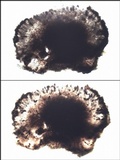 Buellia leptoclinoides image