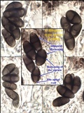 Buellia leptoclinoides image