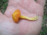 Humidicutis marginata var. marginata image