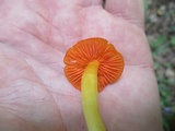 Humidicutis marginata image