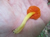 Humidicutis marginata image