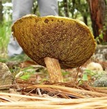 Aureoboletus russellii image