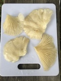 Pleurotus pulmonarius image