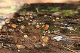 Lycogala epidendrum image