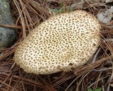 Aureoboletus russellii image