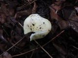 Russula raoultii image