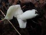 Russula raoultii image