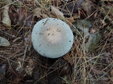 Russula modesta image