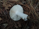 Russula modesta image