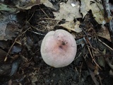 Russula cyanoxantha image