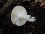 Russula cyanoxantha image