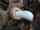 Russula cyanoxantha image