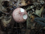 Russula cyanoxantha image
