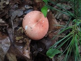 Russula paludosa image