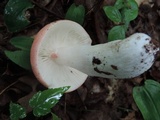 Russula paludosa image