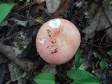 Russula paludosa image