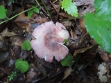 Russula mariae image