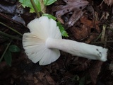Russula mariae image