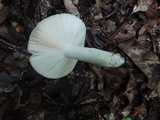 Russula aeruginea image