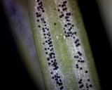 Nothophaeocryptopus gaeumannii image