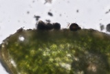 Nothophaeocryptopus gaeumannii image
